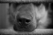 nose / ...