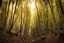 Schatten Wald / ***