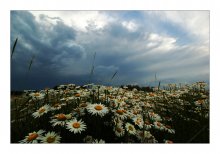 chamomile / ***