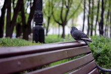 Pigeon / ***