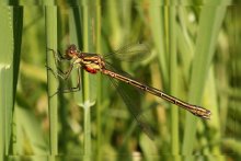 Dragonfly / ***