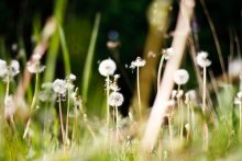 exzentrische Frühling / ***