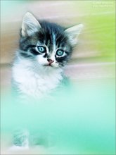 kitten / ***