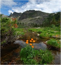 June in the Sayan Mountains / ***