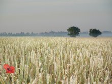 Alone in the whiteness of wheat / ***
