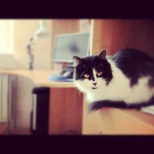 Cat photo / ***