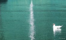 Seagull / ***