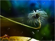 The September magic / ***