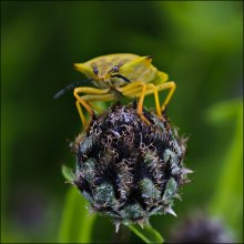 small Bug ... / ***