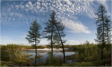 Summer on the Taimyr Peninsula / ***