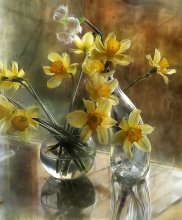 of daffodils and spring / ***