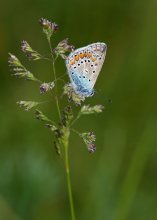 Copper-butterfly / ***
