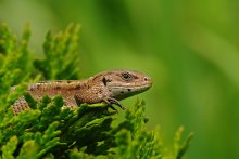 Viviparous lizard / ***