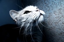 Katze / ***