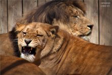 Faithful friend / ***