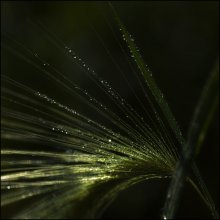 Ohr. / ***