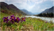 Primrose at Katun / ***