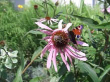 Flower and Bumblebee for babachki / ***