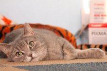 Cat / ***
