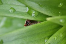 Cockchafer / ***