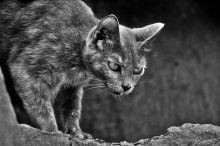 wild / ..........