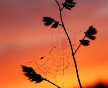 At dawn / ***
