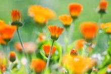 Dacha Blumen / *** ***