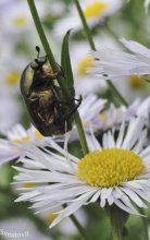 Käfer / ***