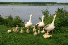 Family of goose. / ***