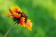 flower / ***