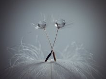 dance / ---