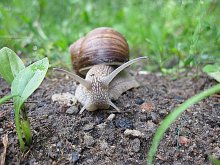 Helix pomatia / ***