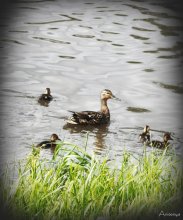Duck with ducklings / ***