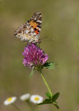 Painted lady / ***
