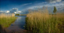 Reeds. Petrokrepost / ***
