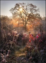 Fairy neTayga ... / ***