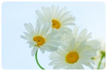 Daisies. / *****