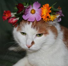 Portrait of a-la Glamour ... / ***