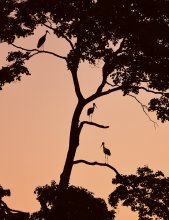 night watch / *******