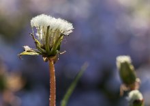 Die Welt der Makro-(5) / ***