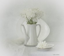White still life / ..................