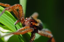 Hunter limbischen Dolomedes fimbriatus / ***