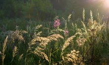 Flowering willow-herb / ***