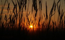 Field the morning .. / ---