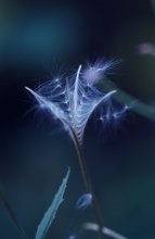 In the wind / ***