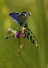 Short-tailed Blues / ***