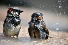 Familien-Dusche / ***
