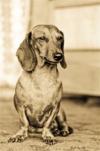 Bronze Dachshund / Canon 550
helios