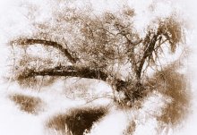 Solstice / ***