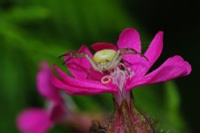 Mizumena toed Misumena vatia / ***